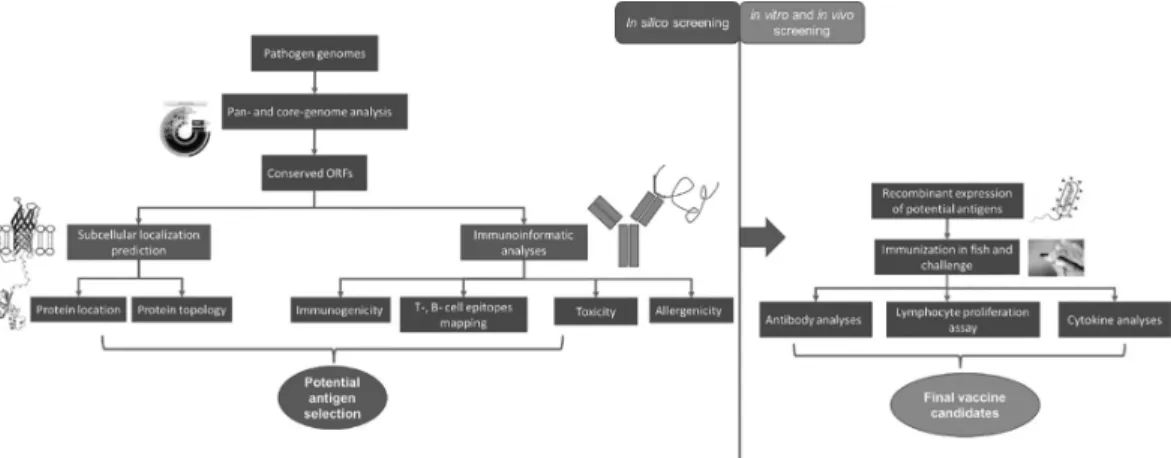 FIGURE 5.1  Schematic diagram of a combined antigen screening strategy.