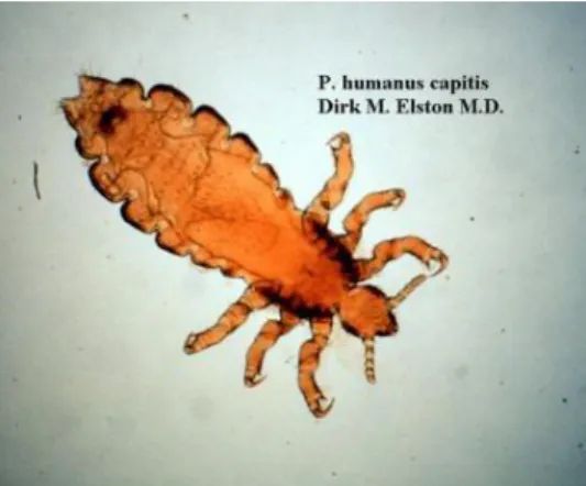 Gambar 2.1 Pediculus humanus capitis dewasa.  