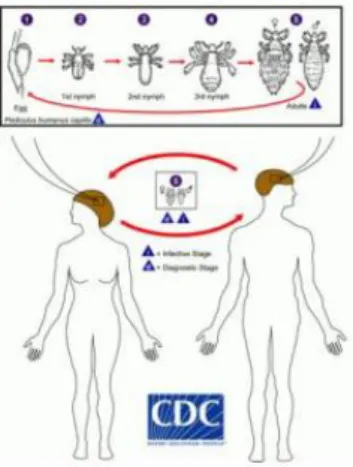 Gambar 2.2 Siklus hidup Pediculus humanus capitis. 