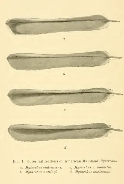 Fig. 1. Outer tail feathers of American Mainland Myiarchus.
