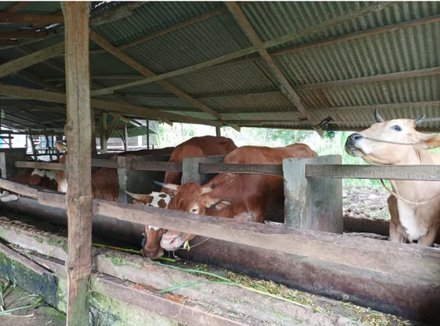 Gambar 2. Usaha penggemukan sapi di kelompok 