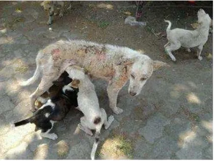 Gambar 1. Salah Satu Keadaan Anjing di Kenjeran Community (2011)  
