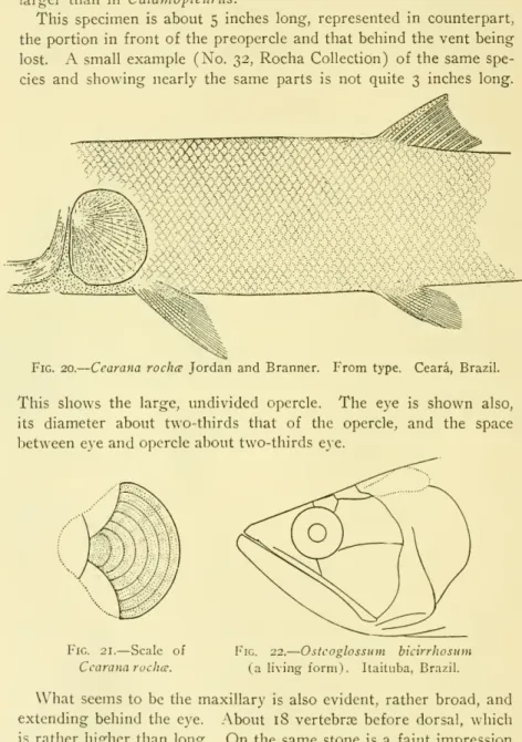 Fig. 20.— Cearana rochce Jordan and Branner. From type. Ceara, Brazil.