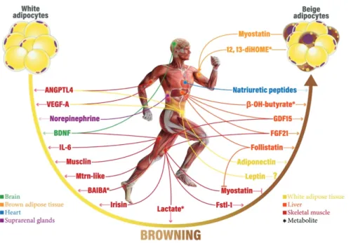 Figure 6. Endocrine mechanisms  relating exercise to BAT metabolism  and  WAT  browning  in  humans