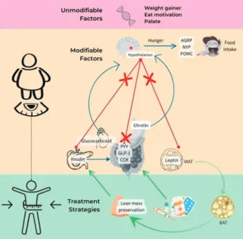 Figure 7 summarises the essence of this study, in  which  EI  involving  the  gut-brain  axis,  that  is  influenced  by  different  factors,  such  as  including  genetic,  hormonal,  environmental, and behavioral components, may lead  to obesity