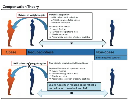 Figure  1.  The  difference  between  Compensation Theory and  Normalization Theory in obesity  management