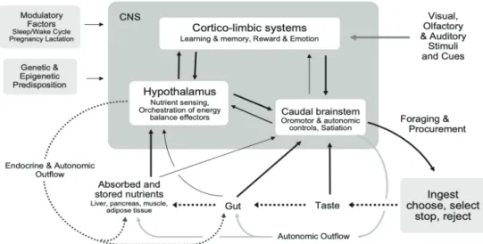 Figure 2. Neural control of food intake and energy balance.(29) (Adapted with permission from International Life Sciences Institute)