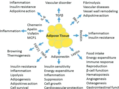 Figure 4. The physiological functions of  adipokines.  IL-6: interleukin-6; TGF-b: 