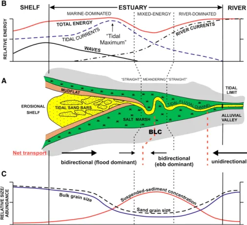 Fig. 9. (A) Schematic map of a tide-dominated estuary. Note the funnel shape, the systematic changes in channel geometry (“straight”-meandering-“straight”), the presence of elongate tidal bars in the seaward part, and the fringing muddy tidal flats and sal