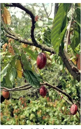 Gambar 2. Pohon Kakao 