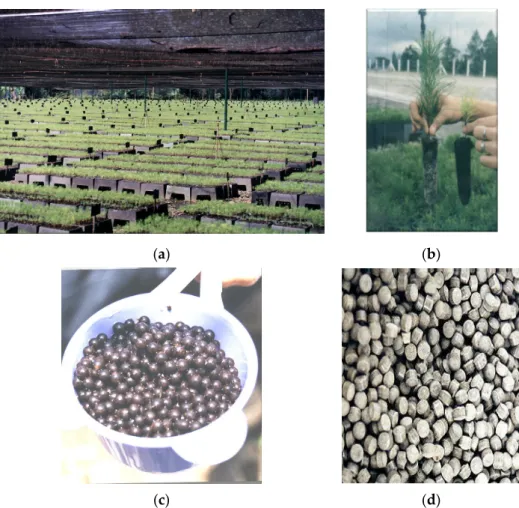 Figure 2. Mass production of Sumatran pine seedlings using ectomycorrhizal inoculant under nursery  conditions in Indonesia (a,b), ectomycorrhizas (ECM) fungi-inoculant coated by alginate bead (c) and  clay (d)