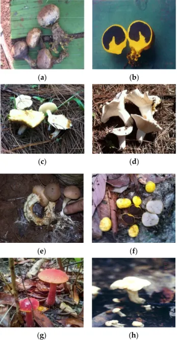 Figure 2. Mass production of Sumatran pine seedlings using ectomycorrhizal inoculant under nursery  conditions in Indonesia (a,b), ectomycorrhizas (ECM) fungi-inoculant coated by alginate bead (c) and  clay (d)