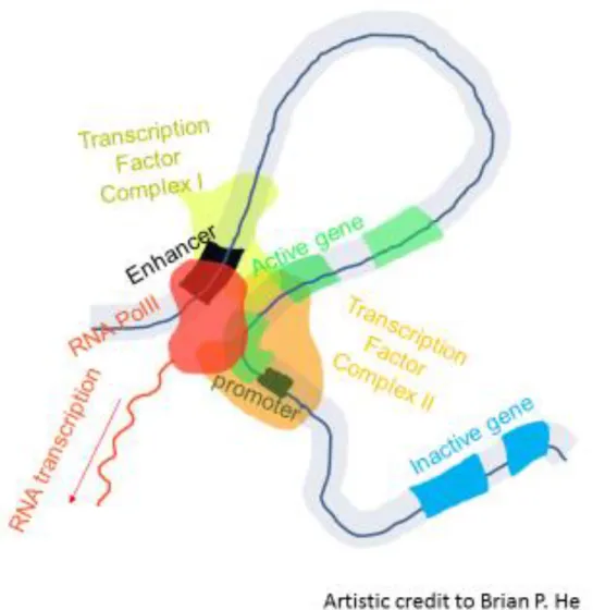 Figure I-1: Schematic depicting the looping model of enhancement.  An enhancer  (black square) and the promoter of a gene (green squares) are each bound by sets of  transcription factors which interact with each other physically (green and orange blobs)