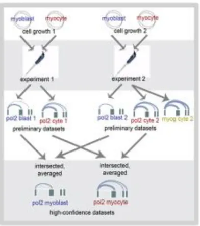 Figure II-1: Experimental design.  Two biological and technical replicates for RNA pol2  were performed for each of the developmental states, myoblast and myocyte