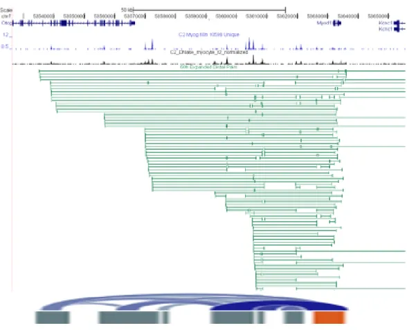 Figure II-4B: ChIA-PET data processing example: myoD. Myocyte factor occupancy  (blue: myogenin; black: DNase) is shown over raw ChIA-PET paired-end tags (green) at  the myoD locus