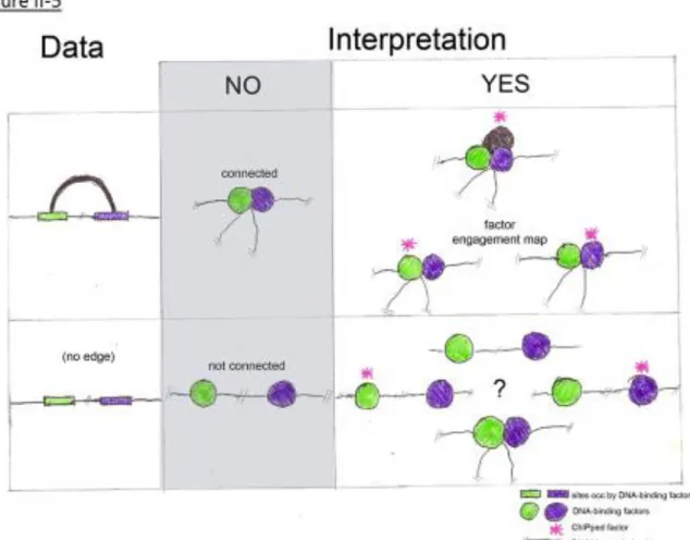 Figure II-5: How to interpret ChIA-PET data.  A ChIA-PET edge means that there is  evidence of a single physical complex that contains two regions of DNA and the factor  for which the ChIP was done (top right)