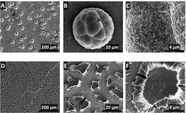 Figure  4.1: Scanning-electron micrographs of the films before (A, B, and C) and after  (D, E, and F) voltammetry