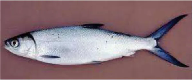 Gambar 1. Ikan Bandeng 