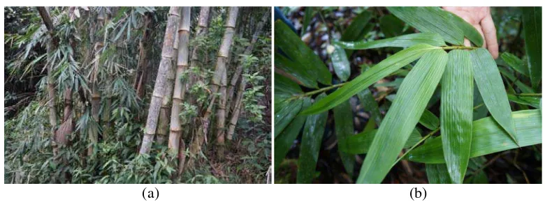 Gambar 6. Bulu Bolon (Dendrocalamus asper Backer): (a) Batang, (b) Daun 