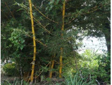 Gambar 7. Perawakan Bambu Kuning ( Bambusa vulgaris Schrad.) 