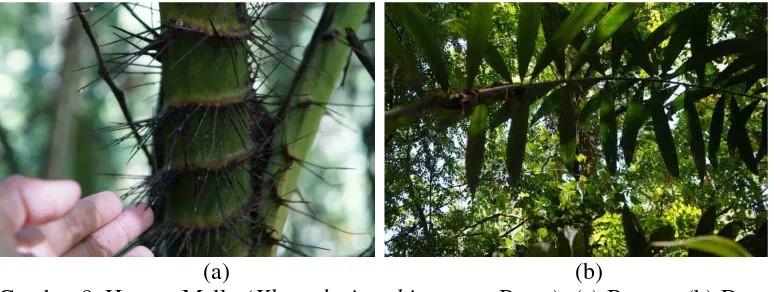 Gambar 8. Hotang Mallo (Khortalasia echinometra Becc.): (a) Batang, (b) Daun 