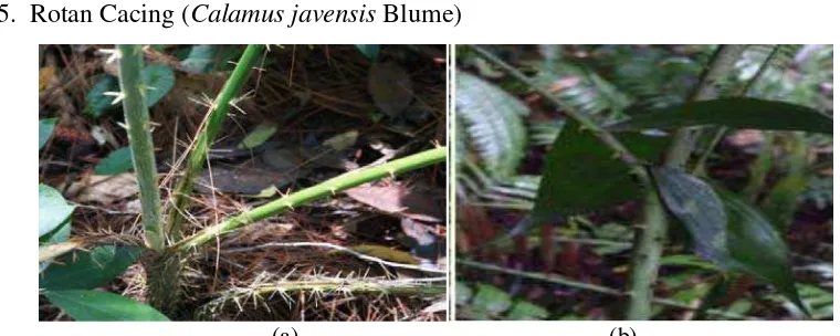 Gambar 9. Rotan Cacing (Calamus javensis Blume): (a) Batang, (b) Daun 