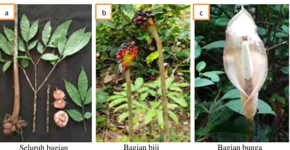 Gambar 2. Morfologi Amorphophallus variabilis Blume 