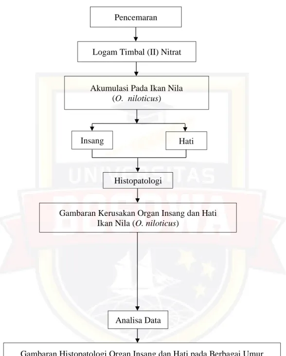 Gambar 6. Kerangka Pikir Penelitian. 