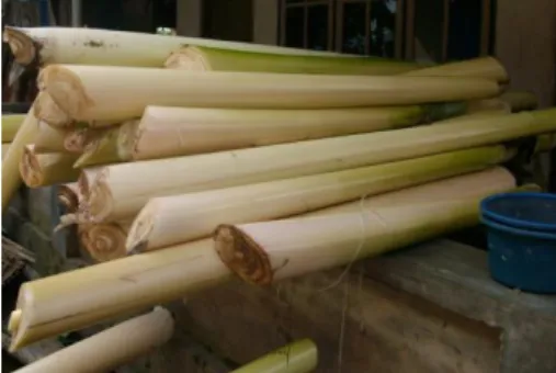 Gambar 2.2 Pelepah Pisang