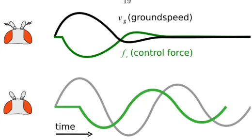 Figure 2.6: A hypothesis for how antennae could act to reduce oscillations. The time it takes for a y to sense that its velocity is dierent from its desired forward velocity and exert a thrust force response f c to eliminate the error (green) is much faste