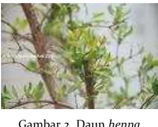 Gambar 3. Bubuk daun henna dan indigo 