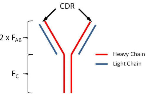 Figure 2.2: This antibody features four polypeptides: two heavy chain (red) and two light chain (blue).