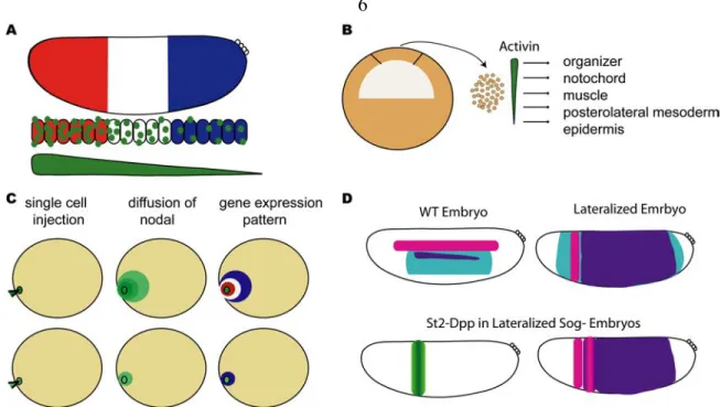 Figure 1.1. Ectopic expression of morphogens can pattern fields of cells. 