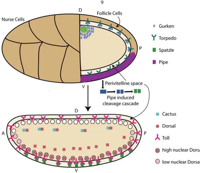 Figure 1.2. Patterning of the eggshell and embryo. 