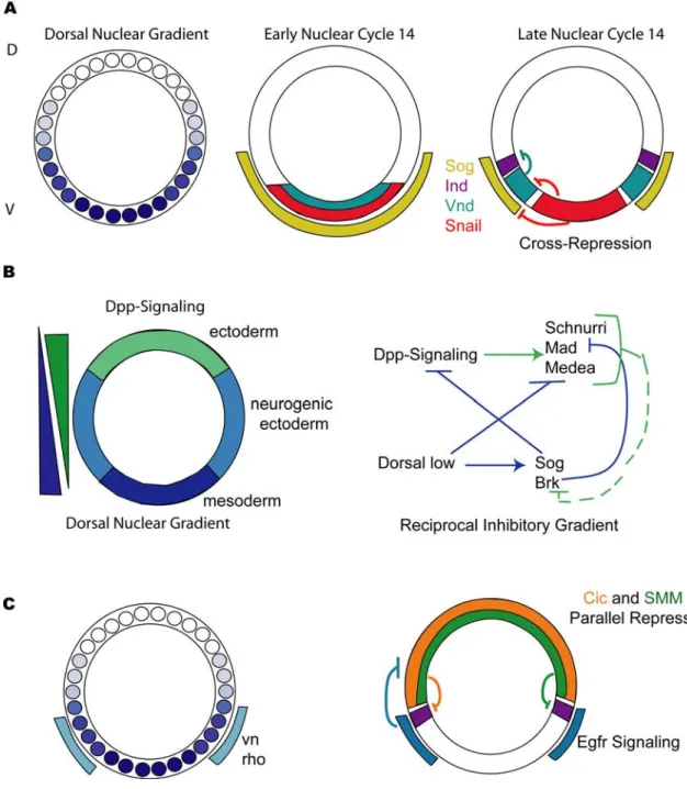 Figure  1.3.  Interpretation  of  the  Dorsal  gradient  and  patterning  of  the  dorsal- dorsal-ventral axis of Drosophila embryos