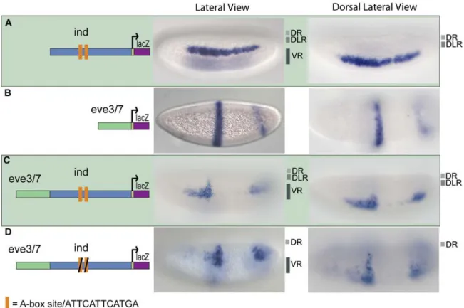 Figure  2.1.  The  ind  CRM  contains  binding  sites  that  mediate  repression  in  dorsal  regions