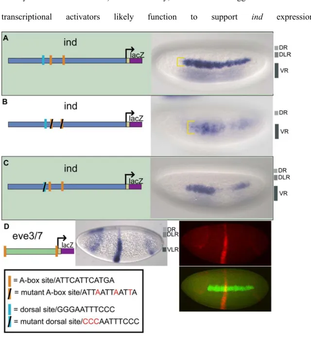 Figure 2.2.  The A-box sites are necessary for dorsal lateral repression and sufficient  for dorsal and dorsal-lateral repression