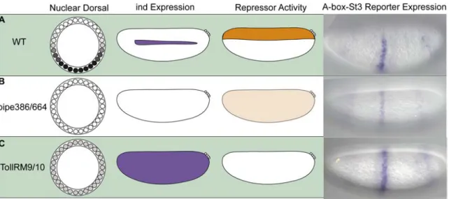 Figure  2.3.  Dorsalized  and  lateralized  embryos  provide  insights  into  the  A-box  repressor domain of activity