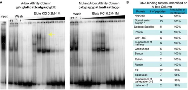 Figure  2.4.  Affinity  chromatography  and  mass  spectrometry  was  used  to  identify  factors that bind the A-box element