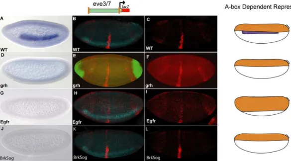 Figure  2.6.  Analysis  of  A-box  dependent  and  A-box  independent  repression  in  different mutant backgrounds