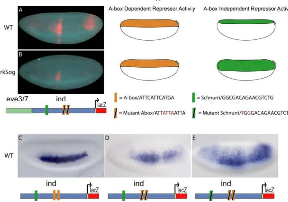 Figure 2.7. Dpp dependent repression is mediated via the Schnurri (SMM) binding  site and is independent of A-box repression  