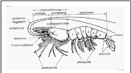 Gambar 1. Morfologi Udang Penaeidae (Google image, 2014)