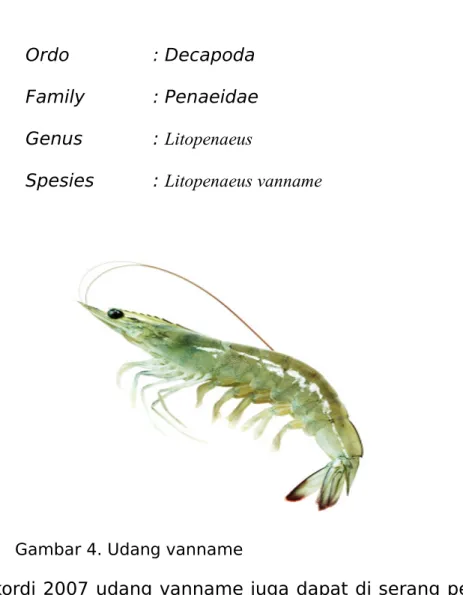 Gambar 4. Udang vanname