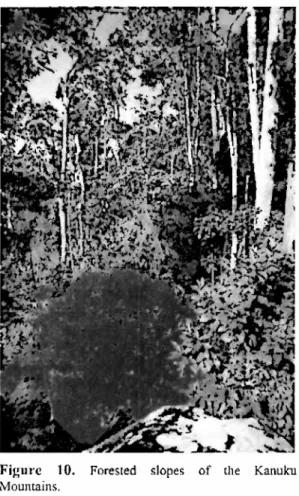 Figure    10.    Forested    slopes    of   the    Kanukn  Mountains. 