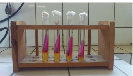 Figure 1 Inoculation Results of S. Typhi to Kligler Iron Agar (KIA)   
