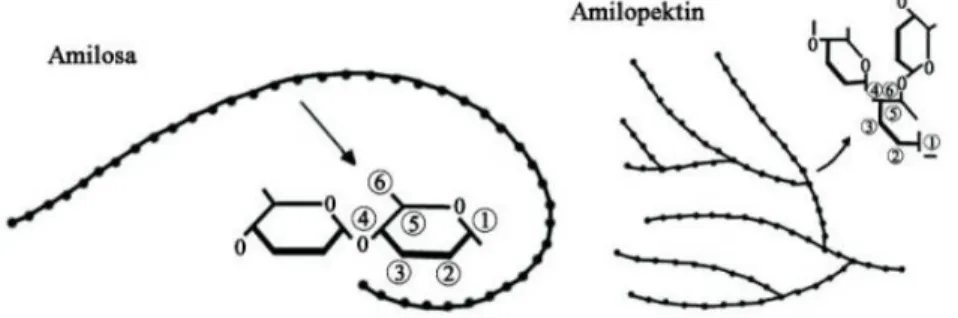 Gambar 3. Struktur amilosa dan amilopektin. 