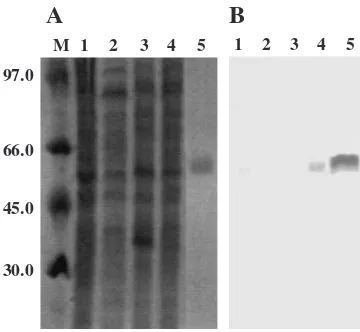 Fig. 2.Expression of Mel4A in B. halodurans.