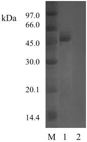 Fig. 1.  SDS-PAGE of purified Mel4A. Lane M, protein molecular mass standard (molecular masses shown at the left); lane 1, Mel4A; lane 2, protein purified from E-coli BL21(DE3) harboring pET28-a(+)