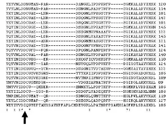 Gambar 3. Asam amino nomor 46 sampai dengan 105 SOYBN, Cucumis sativusSACER, tidak terdapat pada cellulolyticumpada B