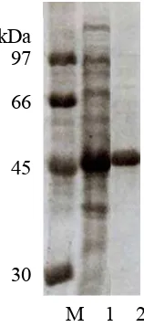Gambar 1. Analisa SDS-PAGE pada protein hasil purifikasi. Indeks M, protein 